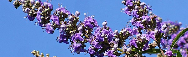 GINEVITEX te acerca al mundo VitexAgnusCastus