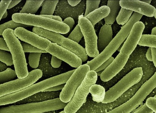 El sistema inmune y la flora bacteriana, aliados para combatir la obesidad