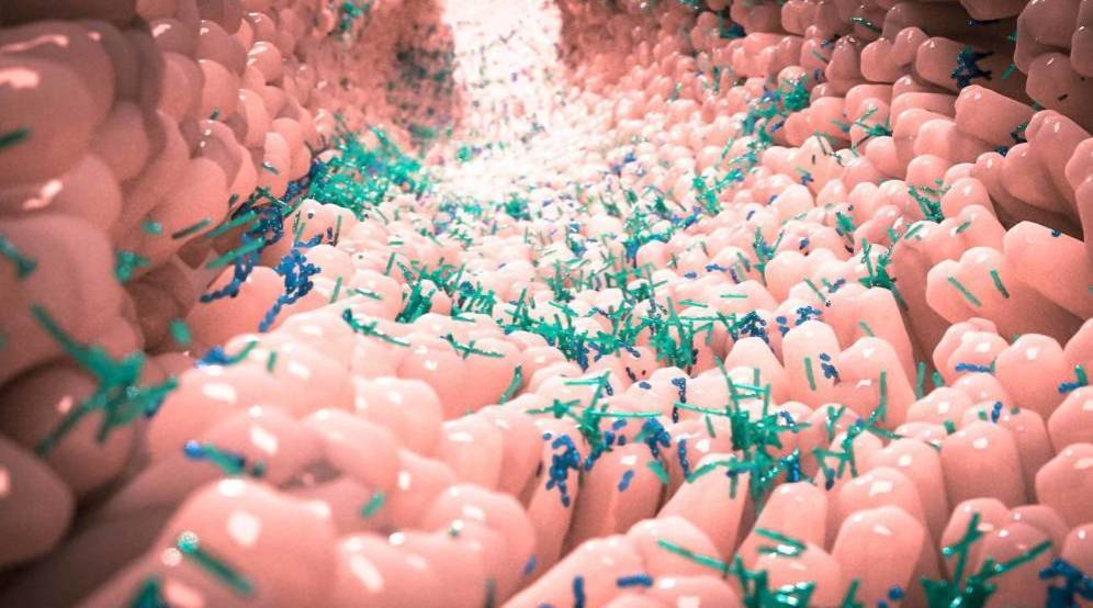 ¿Intestino permeable? Así debes alimentar a tus bacterias para que fabriquen butirato