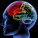 VITAMINAS B Y CEREBRO: MECANISMOS, DOSIS Y EFICACIA