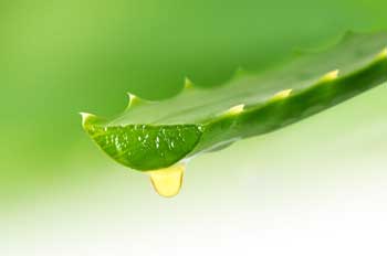 Aloe vera para aliviar quemaduras solares