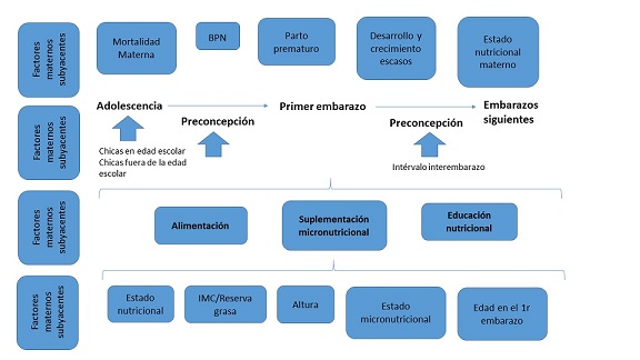 Mecanismos que vinculan la nutrición materna antes de la concepción con el resultado del nacimiento: un resumen de los estudios